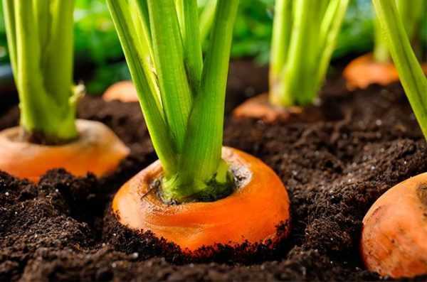 ¿Después de qué cultivos puedo plantar zanahorias?