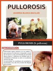 Detección y tratamiento de pollos y pollos pullorosis.