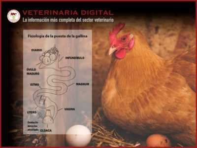 Duración de la puesta de huevos en gallinas ponedoras