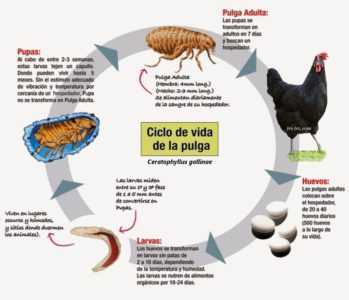El peligro de las pulgas de pollo.