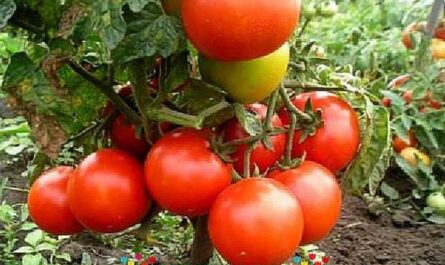 El principio de pellizcar tomates determinantes