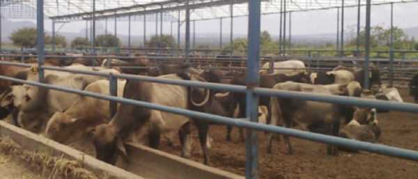 El tratamiento de vacas en invernadero.