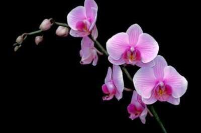 El uso de pasta de citoquinina para orquídeas