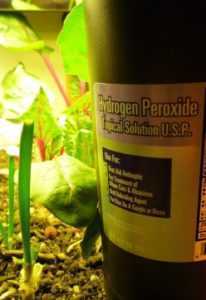 El uso de peróxido de hidrógeno para las orquídeas.