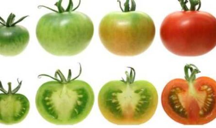 El uso de sulfato de potasio para tomates