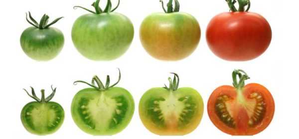El uso de sulfato de potasio para tomates
