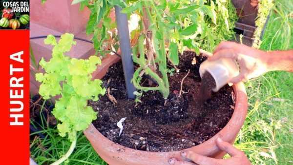 Elegir fertilizante al plantar tomates