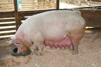 Embarazo de cerdo