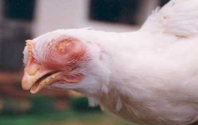 Enfermedades oculares comunes en pollos