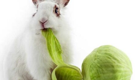 ¿Es posible introducir pepinos en la dieta de los conejos?