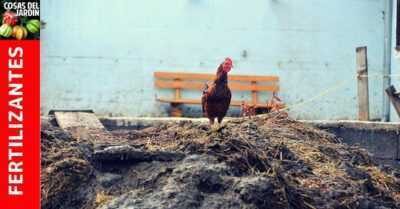 Excrementos de pollo como fertilizante