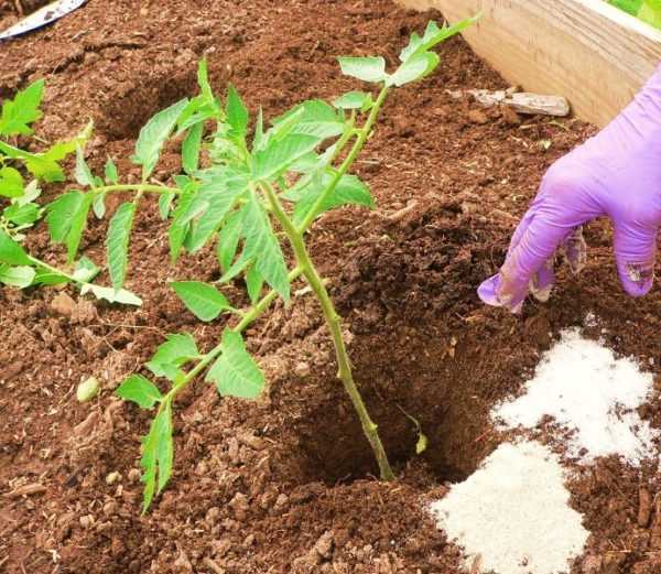 Fertilizar tomates con superfosfato