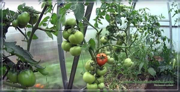 Formas de acelerar la maduración de los tomates en invernadero
