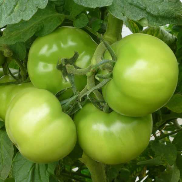 Kibo Tomato Descripción