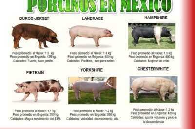 Las razas de cerdos más comunes