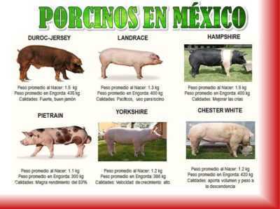 De vanligaste raserna av grisar