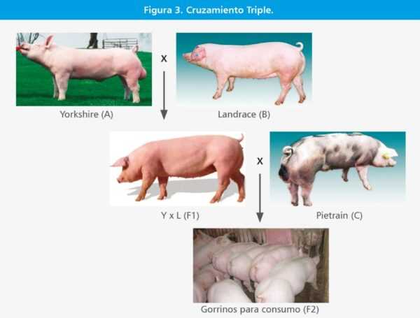 Métodos de cruzamiento de cerdos de granja