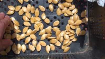 Métodos para secar las semillas de calabaza.