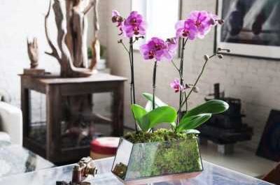 Orquídea Liodoro y sus cuidados