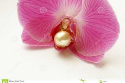 Orquídea Perla del Emperador