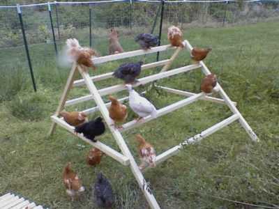 Percha de bricolaje para pollos: instrucciones simples