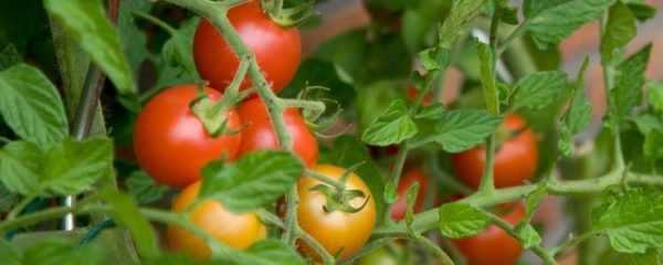 Plantación adecuada de tomates.