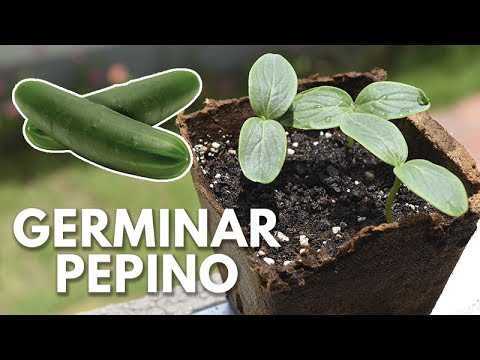 Plantar semillas de pepino
