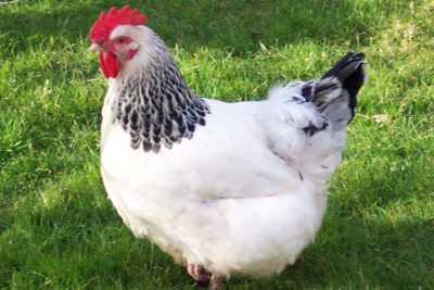 Pollos Sussex: una raza inglesa rara