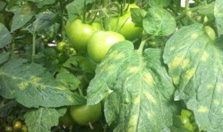 ¿Por qué las hojas se enferman y amarillean en los tomates en un invernadero?
