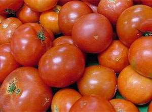 ¿Por qué los tomates comen en el invernadero?
