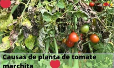 ¿Por qué los tomates negros en el arbusto?
