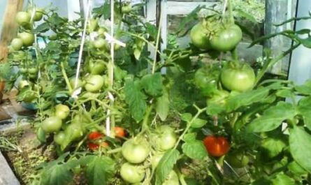 ¿Por qué los tomates se rompen en un arbusto en un invernadero?