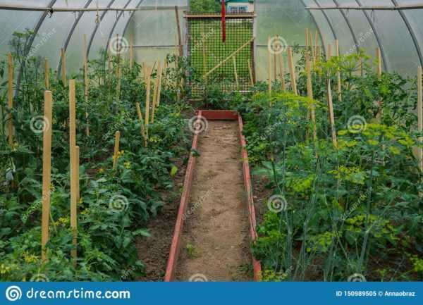 ¿Por qué no florecen los tomates en el invernadero?