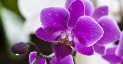 ¿Por qué Phalaenopsis ha perdido un tugor?
