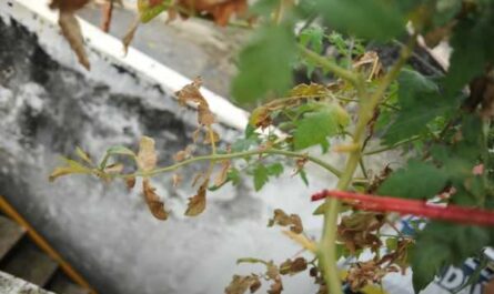 ¿Por qué se secan las hojas de los tomates?