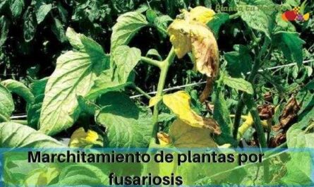 ¿Qué es el marchitamiento por fusarium de los pepinos y cómo tratarlo?