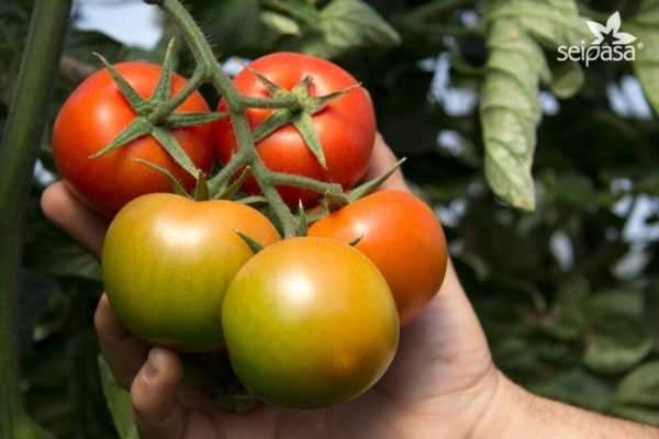 ¿Qué fertilización se requiere para los tomates durante el período de fructificación?