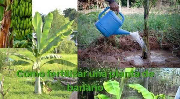 ¿Qué fertilizante para alimentar el suelo al plantar papas?