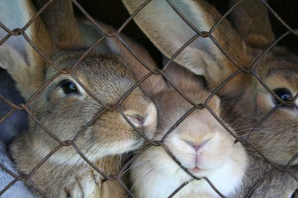 ¿Qué hacer si un conejo mordisquea una jaula de madera?