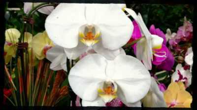 ¿Qué son las orquídeas para niños?
