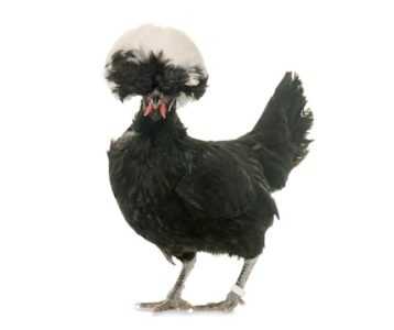 Razas populares de gallinas de Guinea