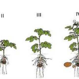 Realización de alimentación foliar de papas