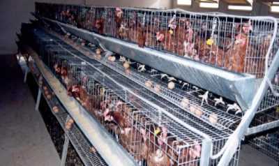 Recomendaciones para mantener gallinas ponedoras en jaulas