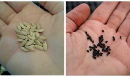 Reglas de remojo para semillas de pepino