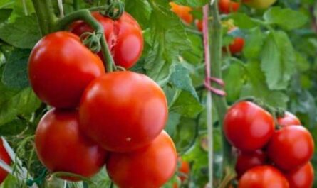 Reglas para alimentar tomates