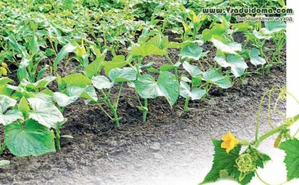 Reglas para cultivar pepinos en enrejado en campo abierto