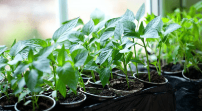 Reglas para cultivar plántulas de pimiento en casa
