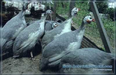 Reglas para el mantenimiento invernal de gallinas de Guinea