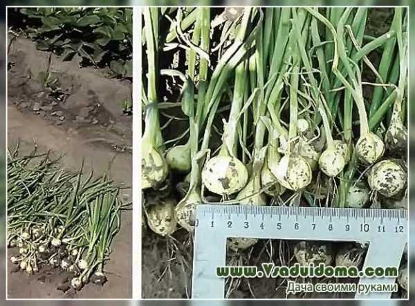 Reglas para plantar cebollas en los Urales