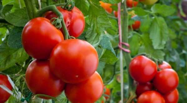 Reglas para rociar tomates